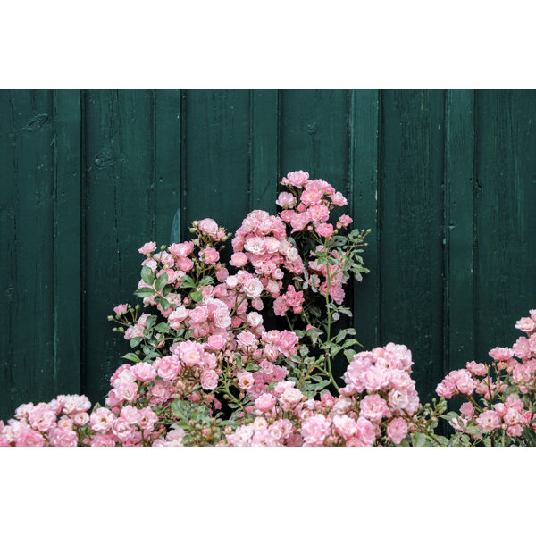 Winston Porter " Pink Rose Bushes With Dark Green Wall " Wayfair